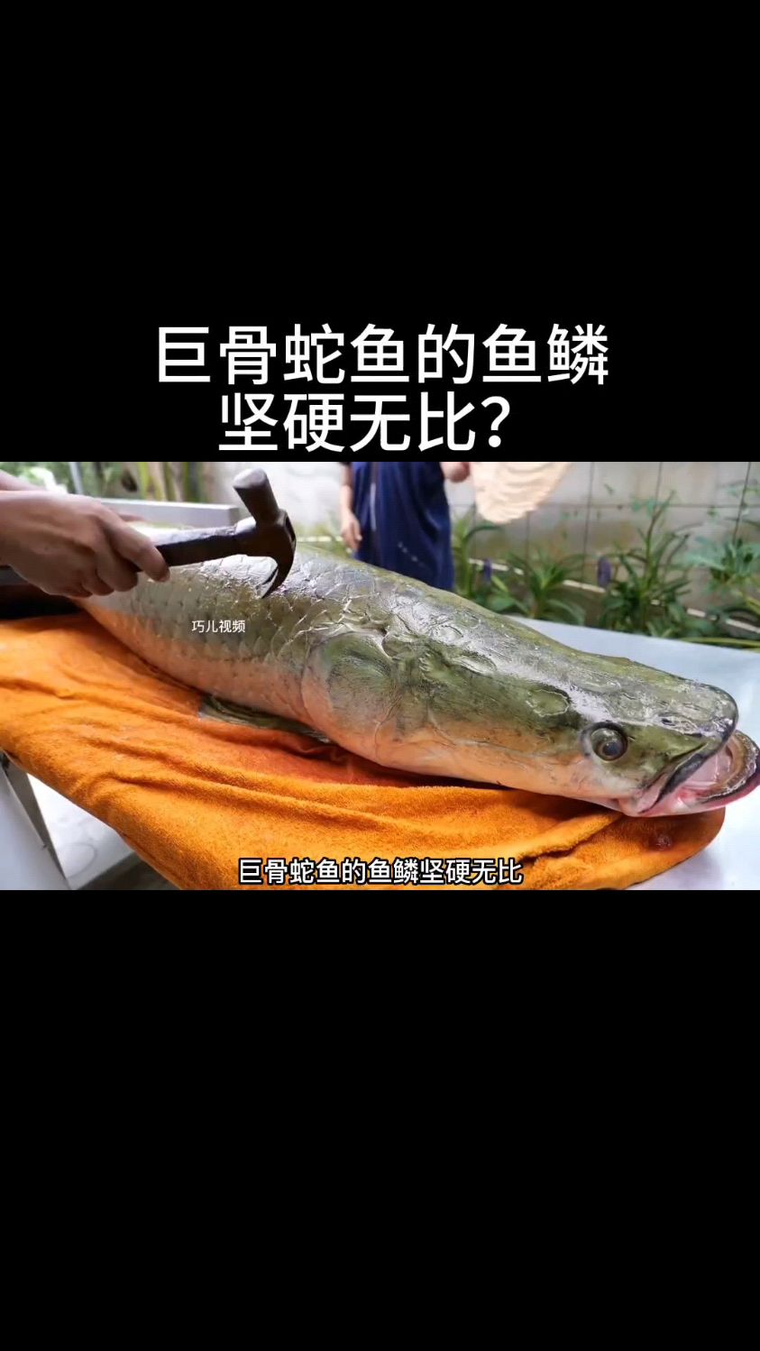 巨骨蛇鱼的鱼鳞 坚硬无比?