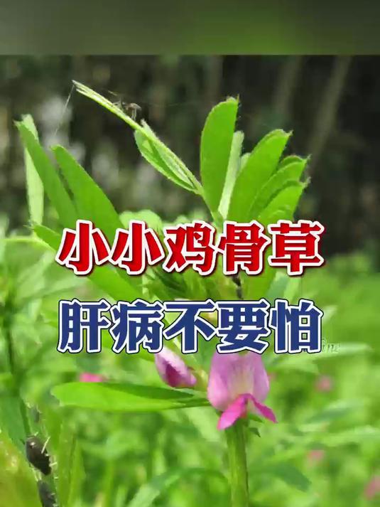 小小鸡骨草 肝病不要怕