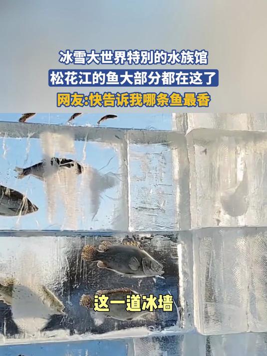 冰雪大世界特別的水族馆，松花江的鱼大部分都在这了
