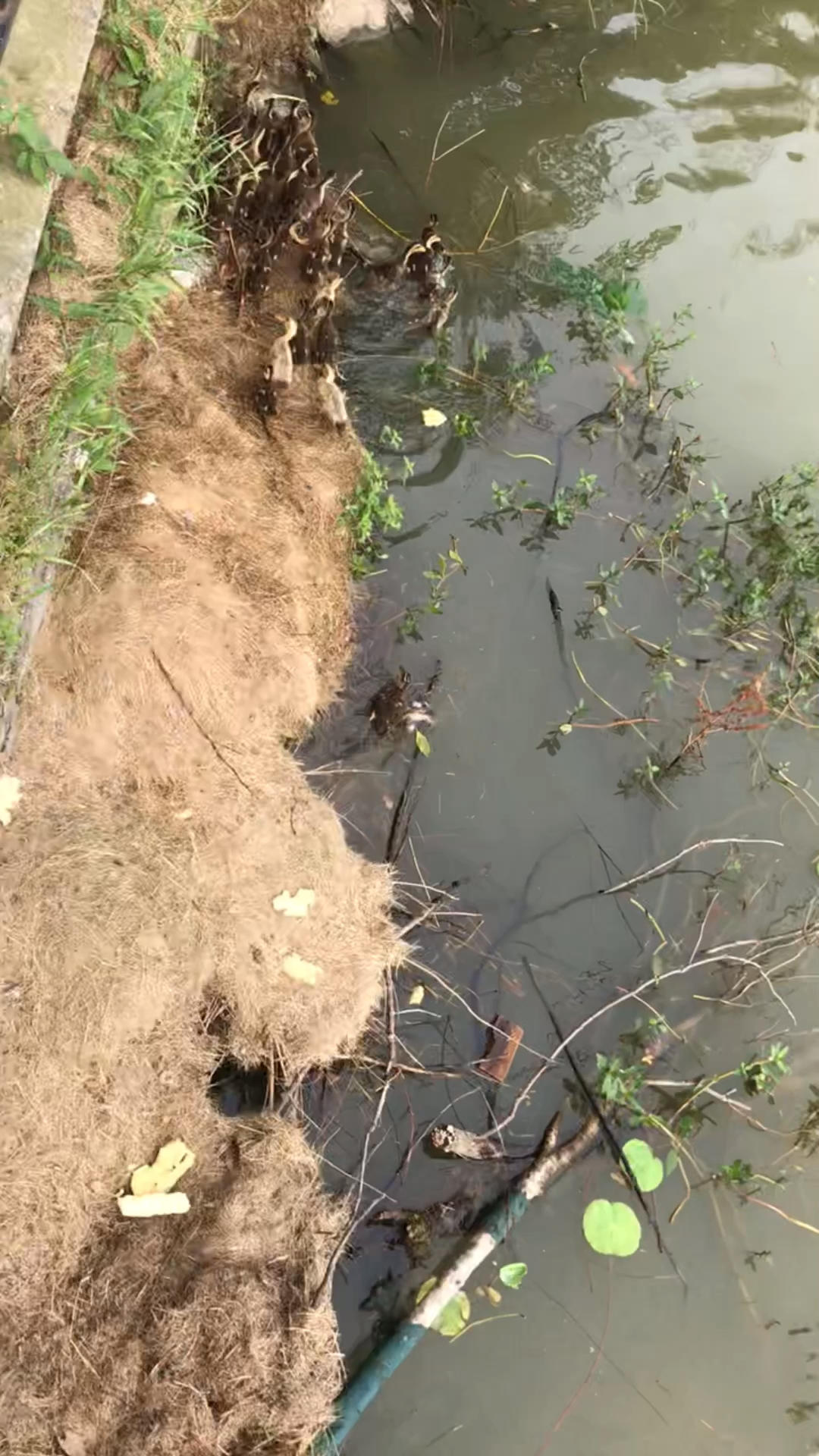 小鸭宝宝在池塘里游来游去