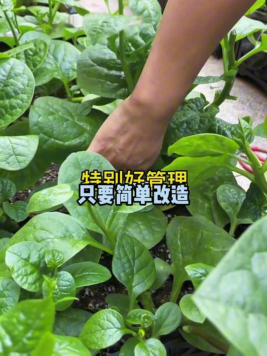 新手种植零失败!大叶木耳菜种子发芽率高,30天就能收获鲜嫩绿叶