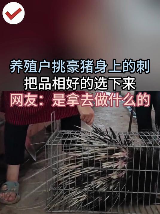 养殖户挑豪猪身上的刺 把品相好的选下来 网友:是拿去做什么的