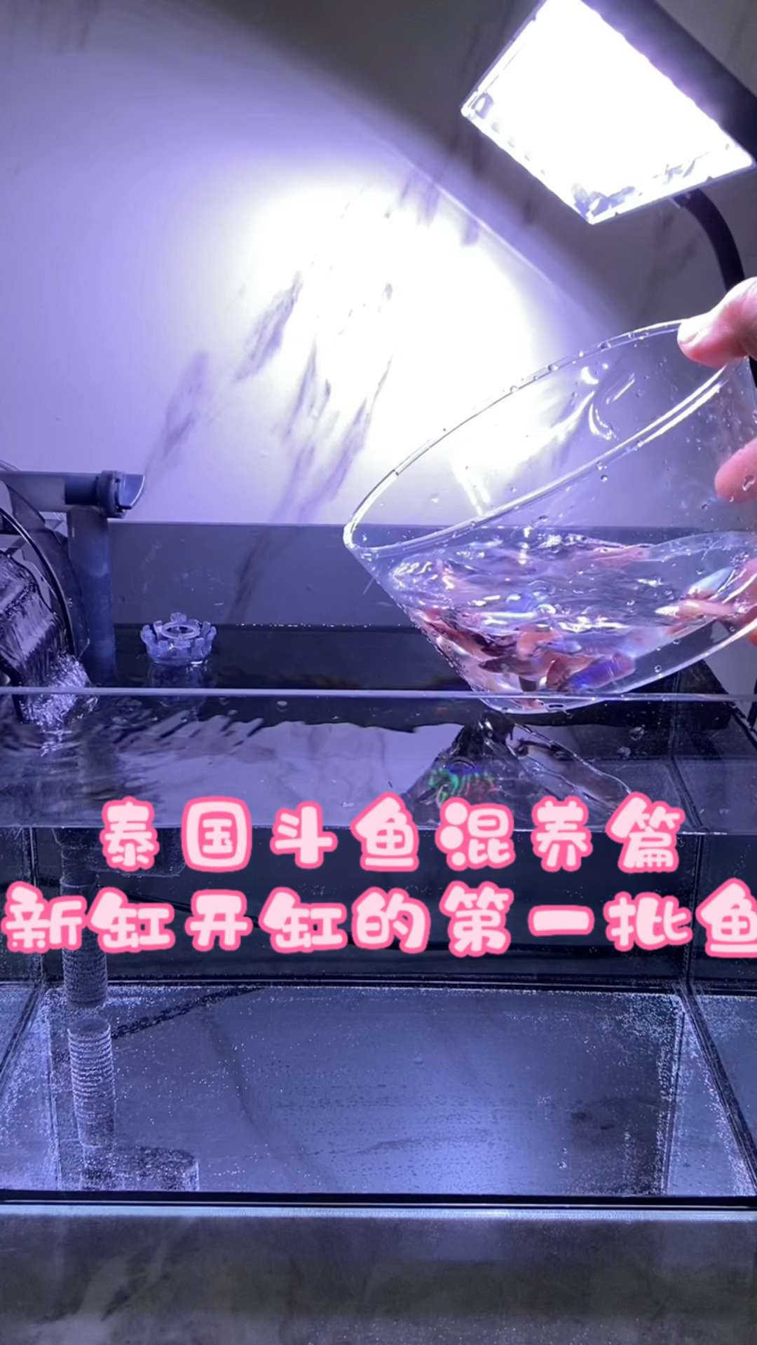 挑战混养泰国斗鱼,一口气入缸30条鱼,新手开缸养鱼。