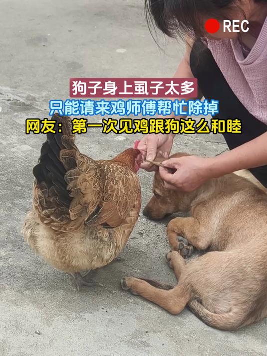 狗子身上虱子太多,只能请来鸡师傅帮忙除掉,网友:第一次见鸡跟狗这么和睦