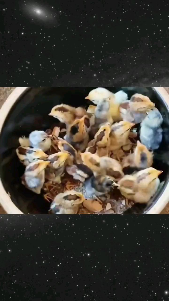孵化出的小鸡什么时候喂食