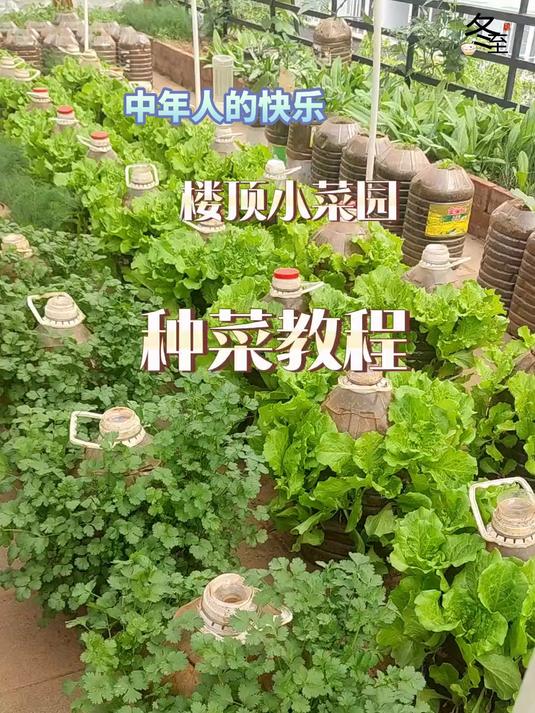 楼顶种菜教程来了,我家楼顶小菜园