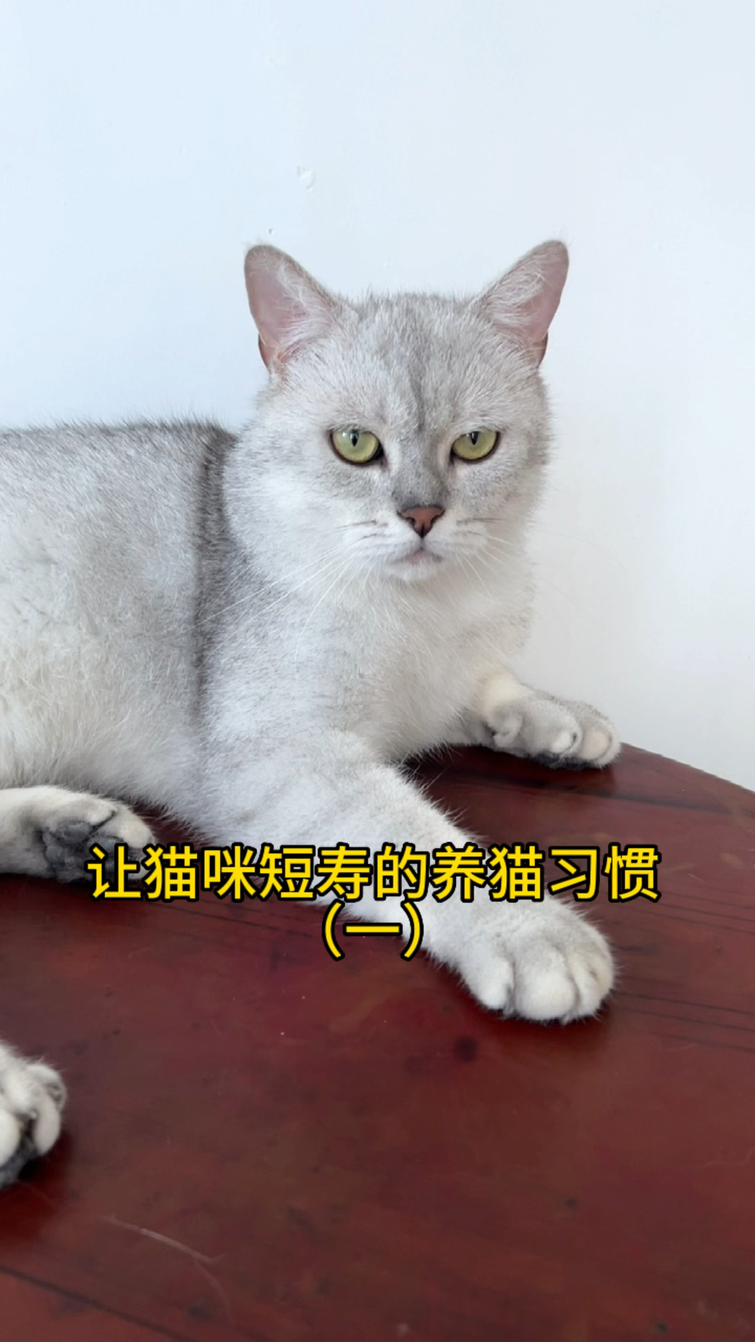 夏天到了,猫咪不爱喝水,试试这个生骨肉猫饭,补水又营养