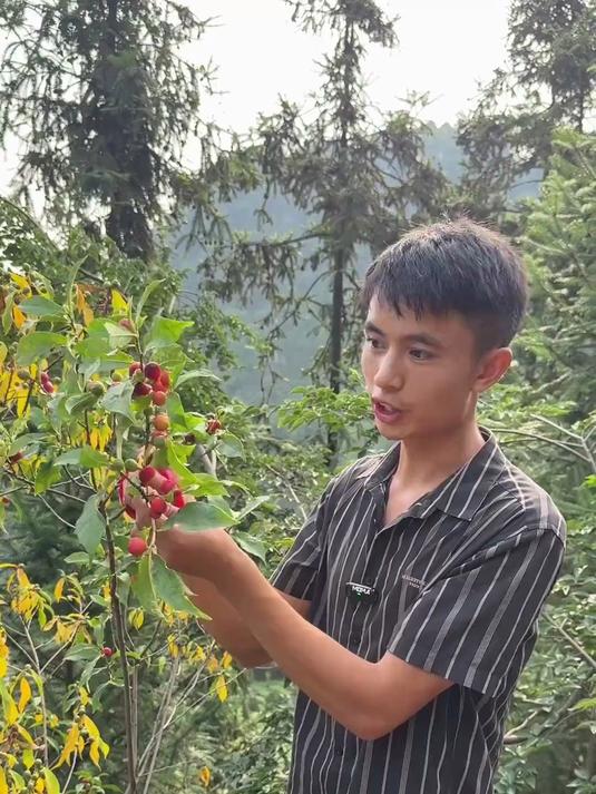 斑鸠泡儿很多人都不认识，它可是很多70，80，90后小时候被打