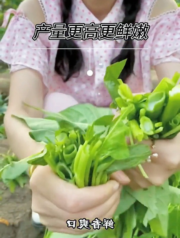 新品种的三叉空心菜,种一颗结三茬,菜农广泛种植的秘密就在这!