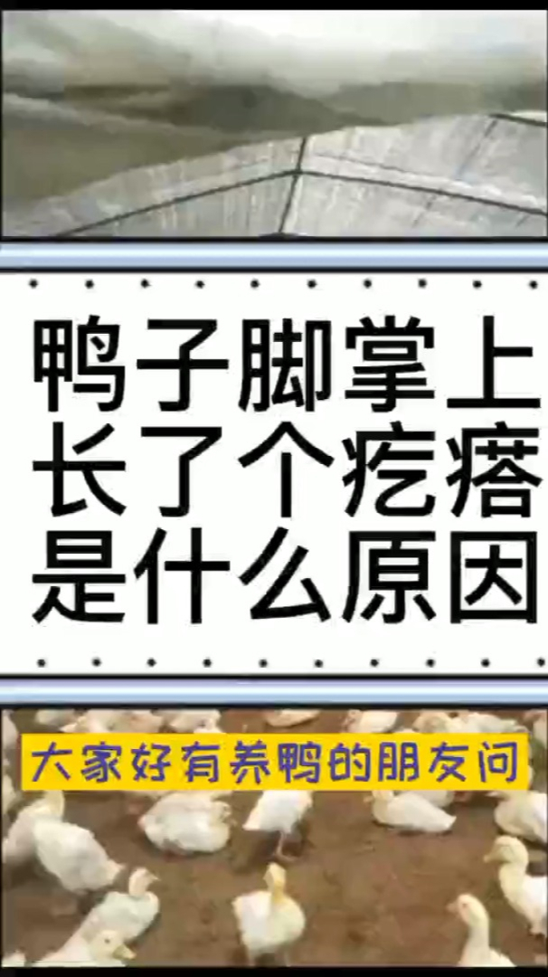 鸭子脚掌上面长疙瘩怎么办 鸭子脚上长疙瘩是怎么回事 鸭子脚底长了硬硬的东西