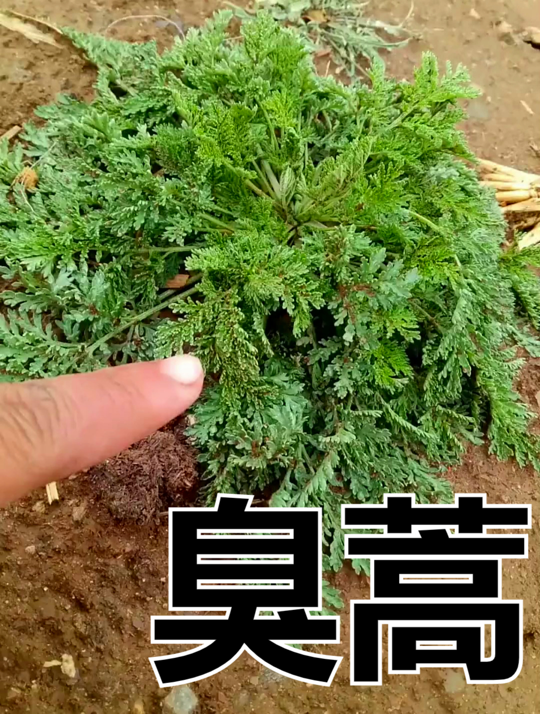 植物科普:臭蒿,它竟然有很高的药用价值!