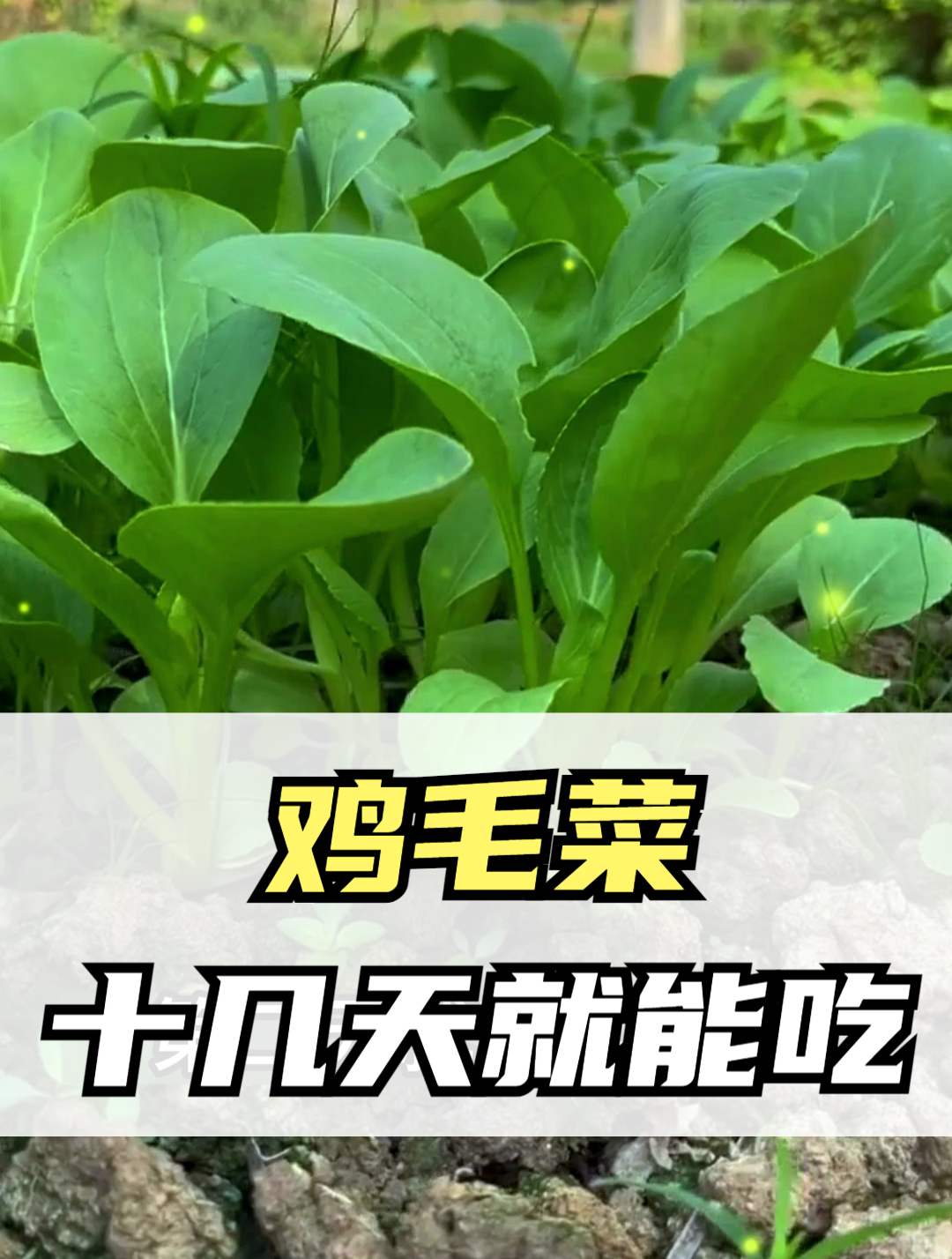 农村老人抢着挖的“鸡毛菜”,营养价值高,被称为“天然的钙片”