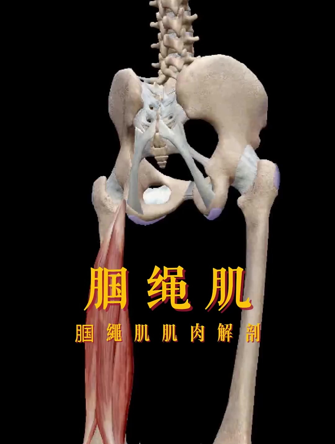 腘绳肌腱腿部肌肉3d动画演示