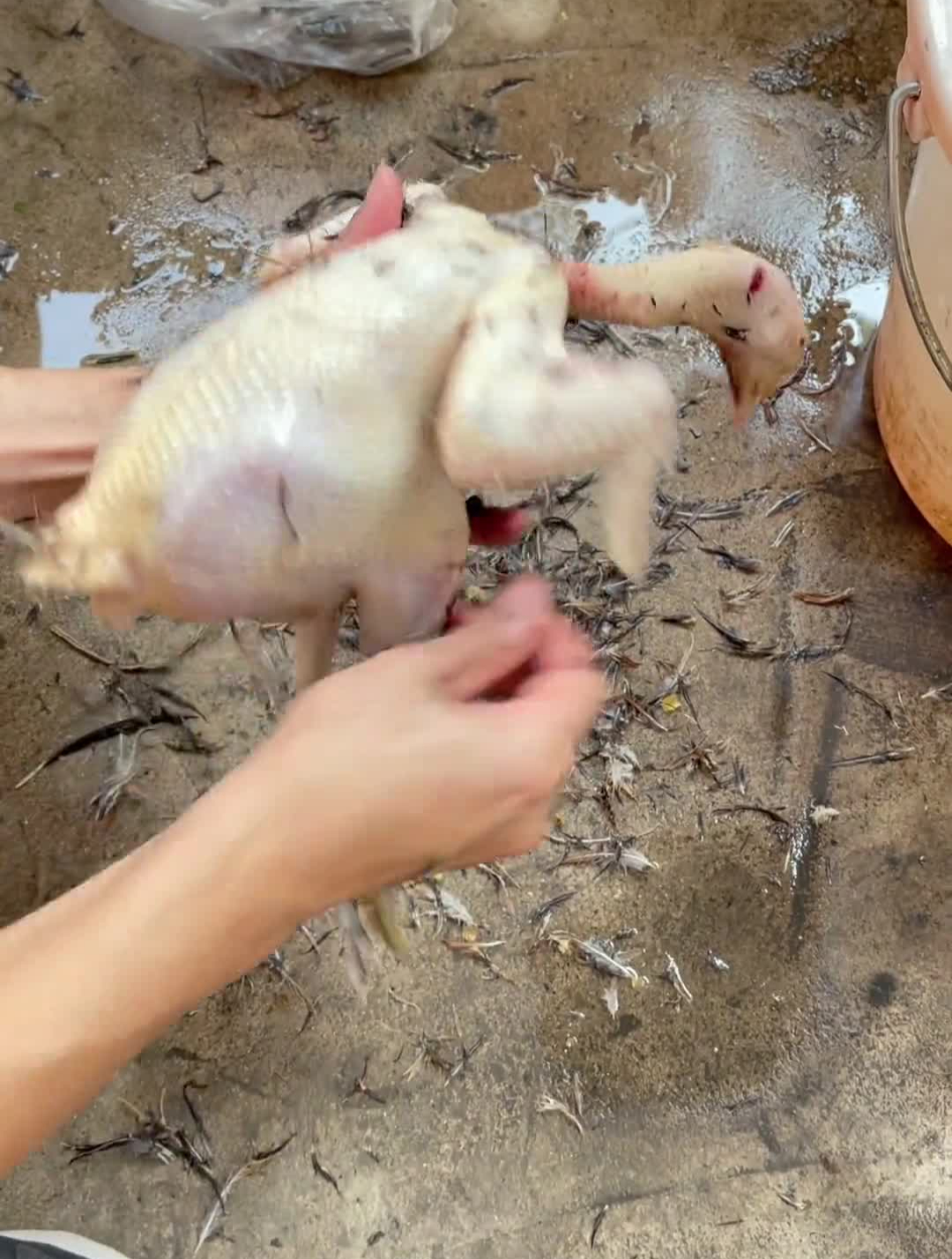 傣族好吃到爆傣味佐料拌鸡肉制作方法