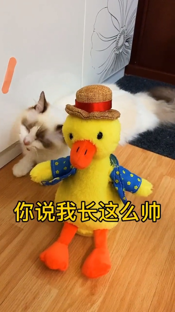 怼神鸭鸭来了!这鸭子太会怼了,猫看得一脸懵!