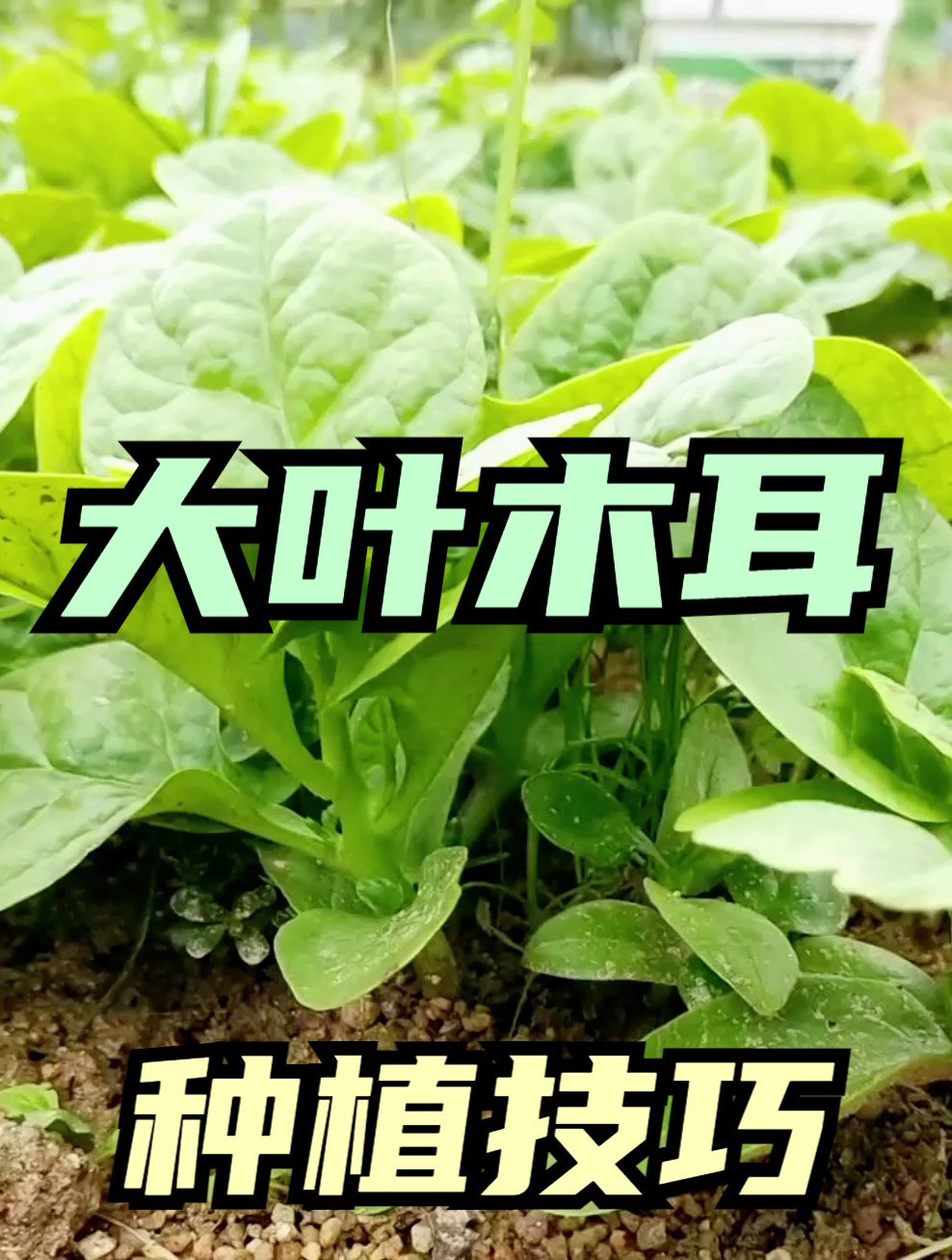 种植大叶木耳菜,注意这“几点”,一个月就是一茬,吃都吃不完!