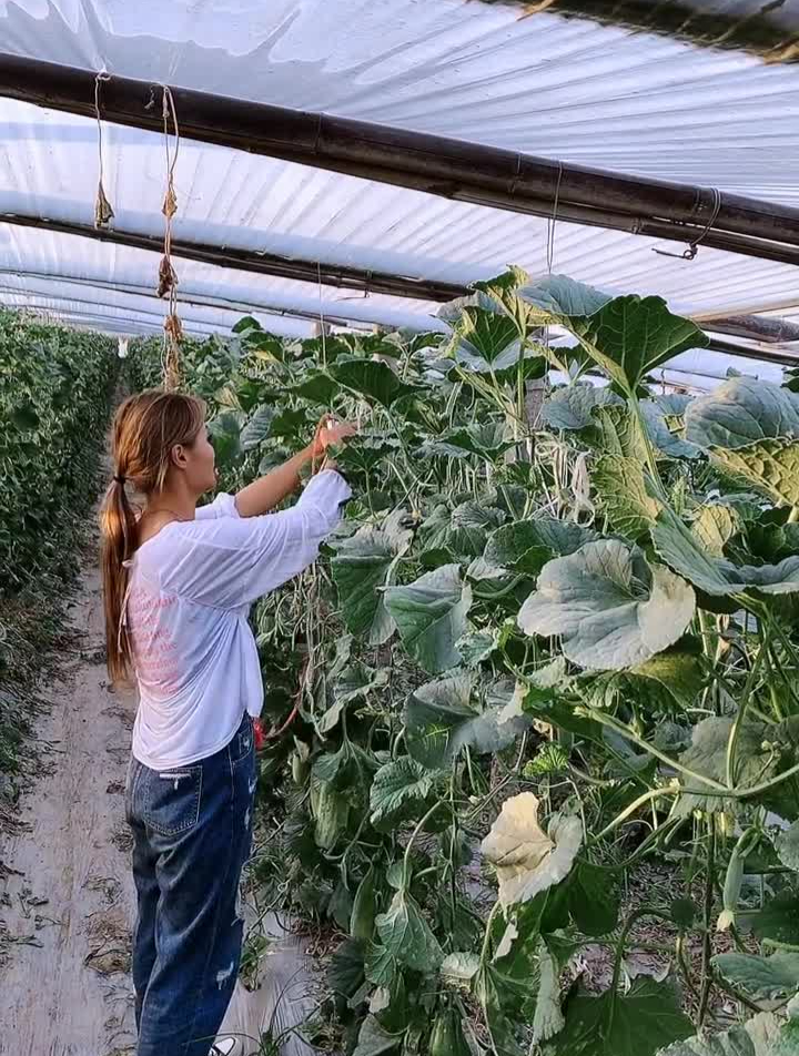 这是西瓜里吗套种的甜瓜霜霉病蔓枯病厉害了