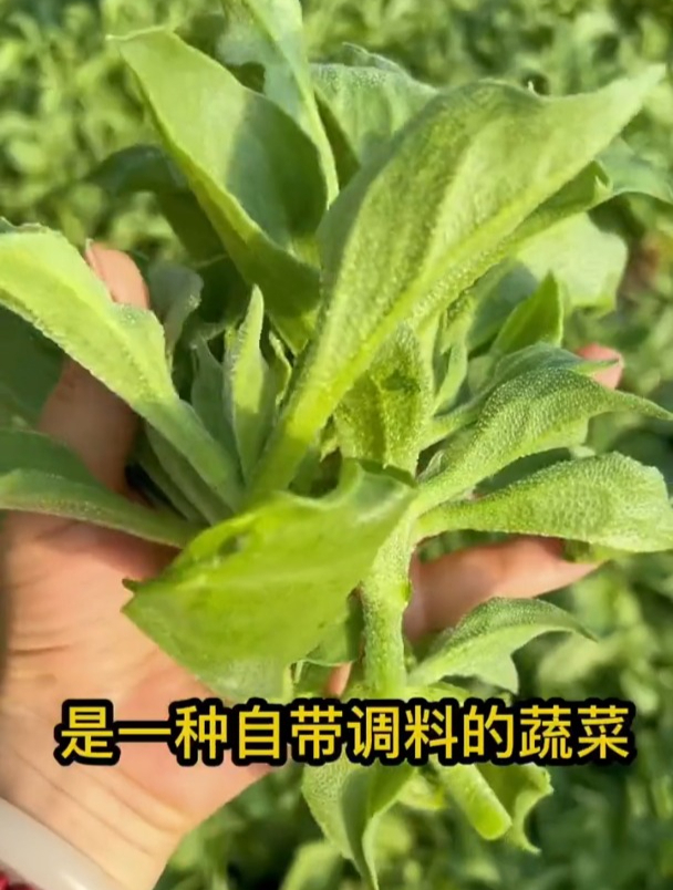 蔬菜中的“补钙之王”,自带咸味,营养堪比牛肉,九成人瞧不上