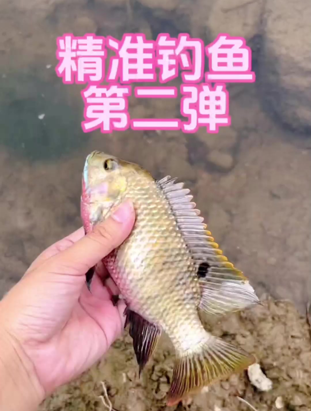 没想到罗非鱼还吃小鱼嘞