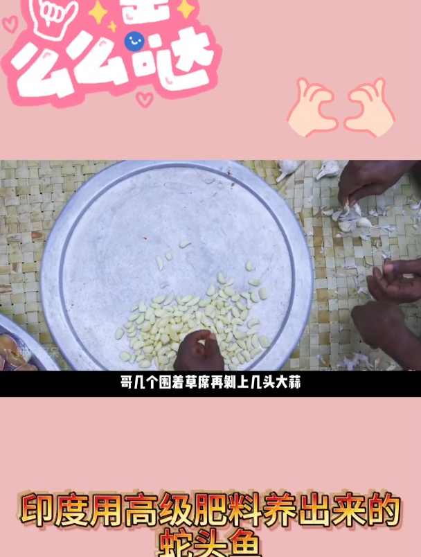 印度用高级肥料养出来的蛇头鱼2