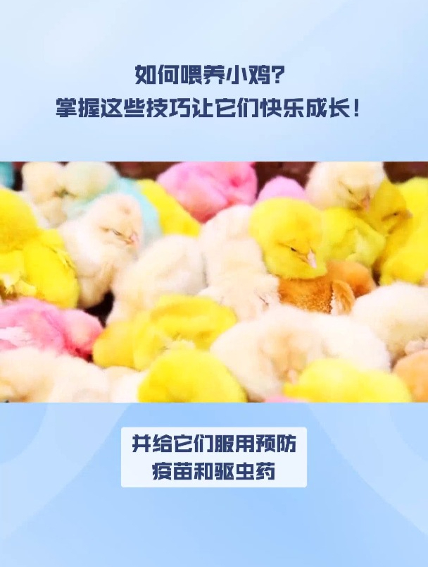 刚出生的小鸡如何健康的喂养?其实不简单,秘诀在这里