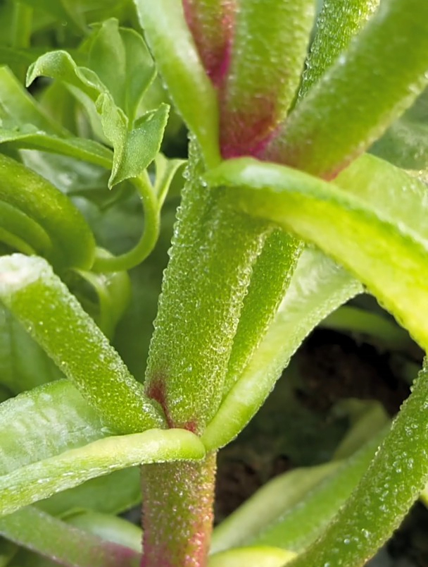 冰菜中的“冰晶”富含丰富天然植物盐,还有这几大美容功效!