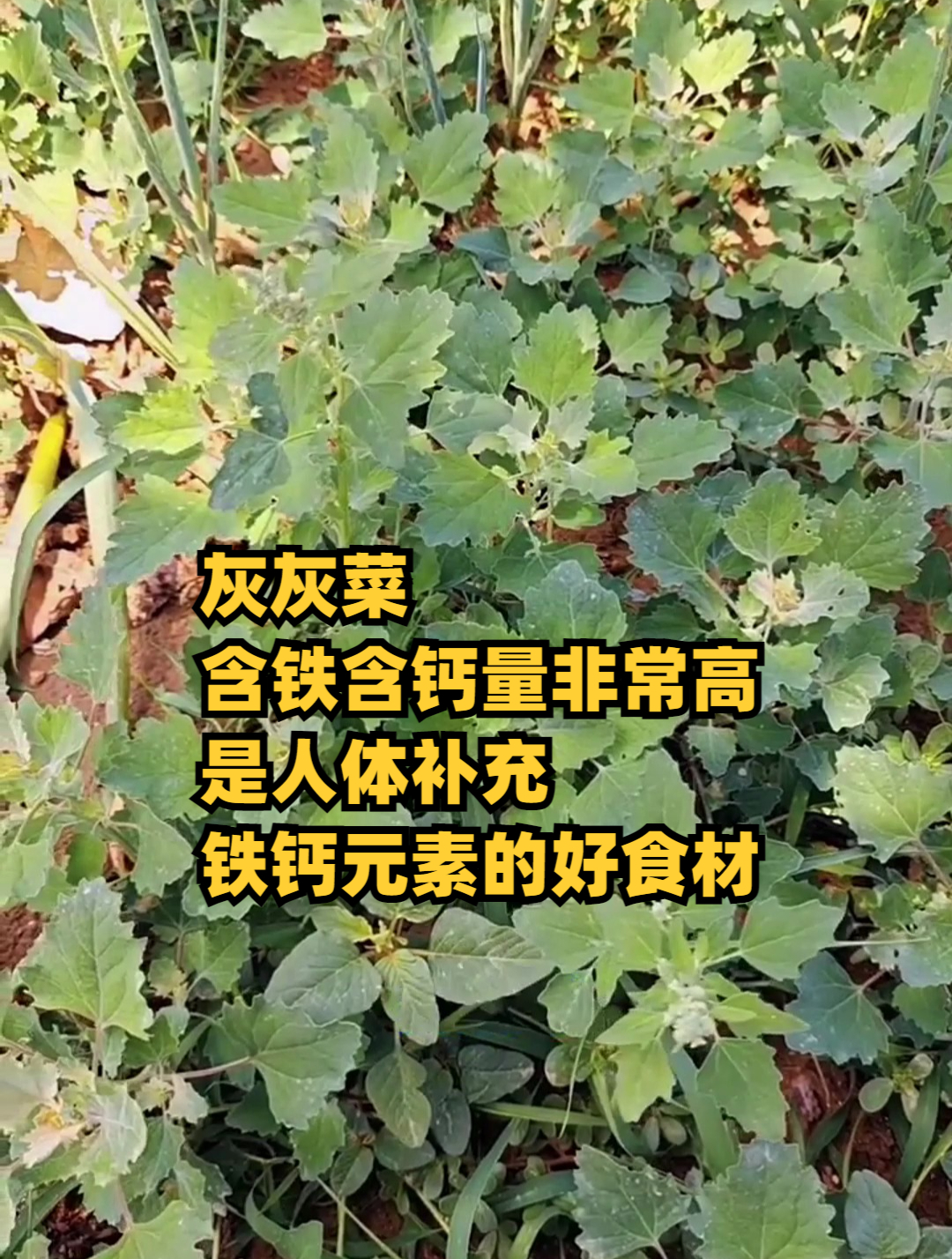 灰灰菜,含铁含钙量非常高,是人体补充铁钙元素的好食材