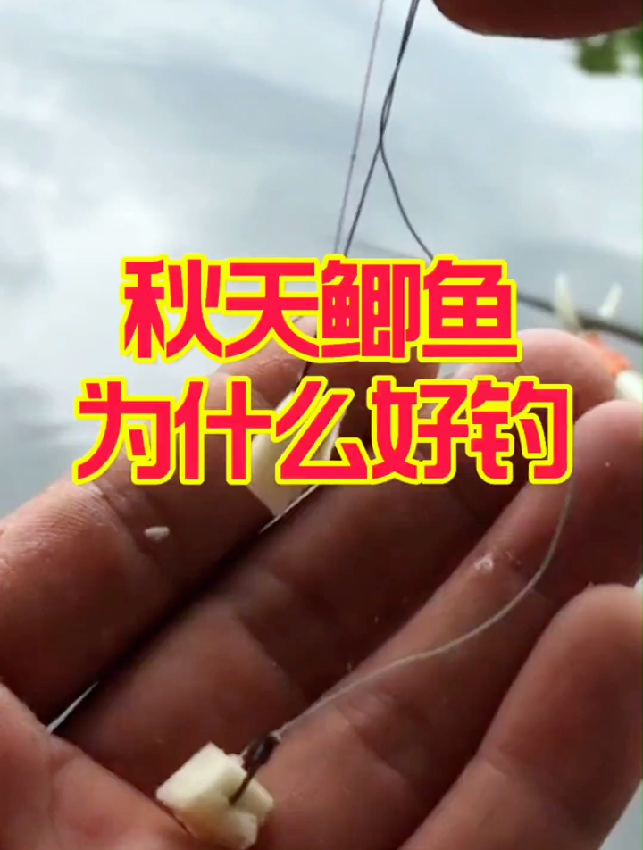 秋天鲫鱼为什么好钓?