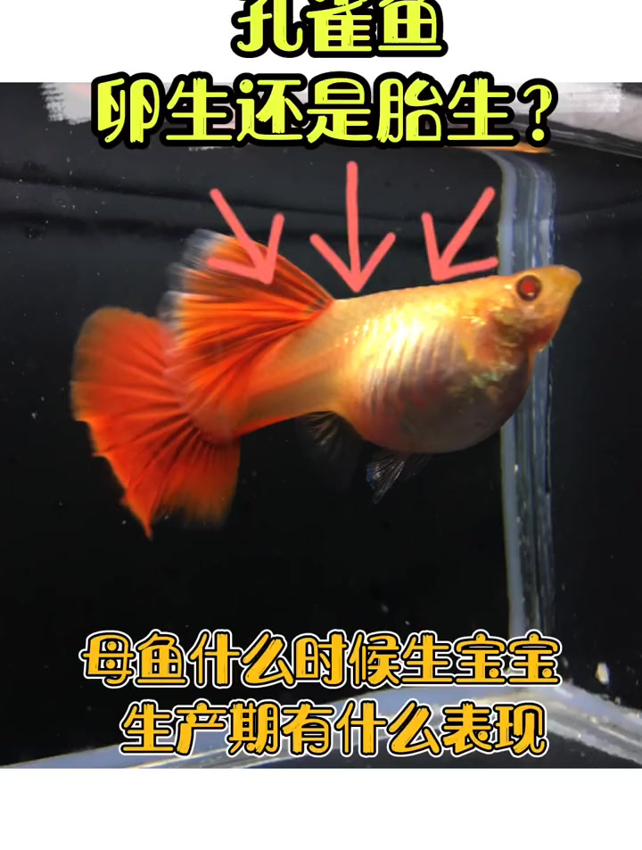 孔雀鱼卵生还是胎生,母鱼什么时候生宝宝生产期有什么表现