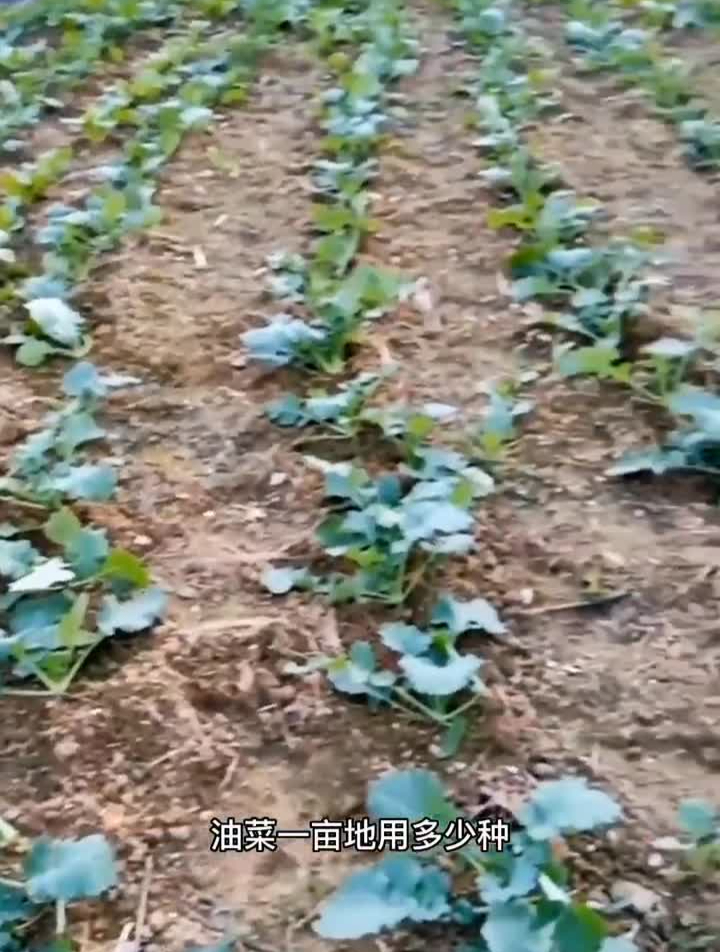 油菜一亩地需要多少种油菜种子油菜种植