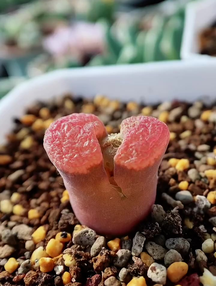 看也看不够,肉锥