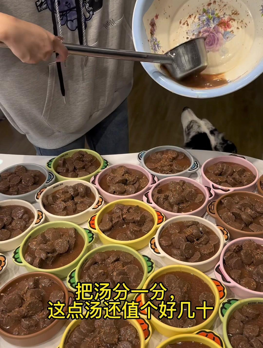 穷养50只猫:猫咪的巧克力小圆饼干?