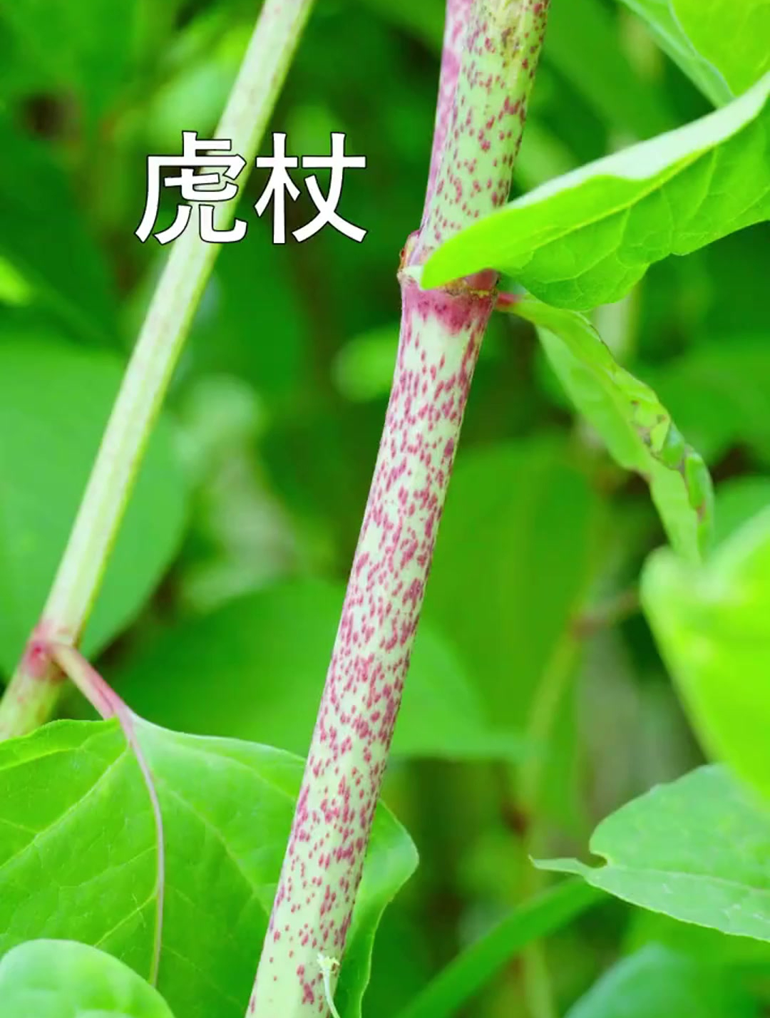 全民学中药:虎杖!吃起来很酸,也叫酸筒竿,味道不错