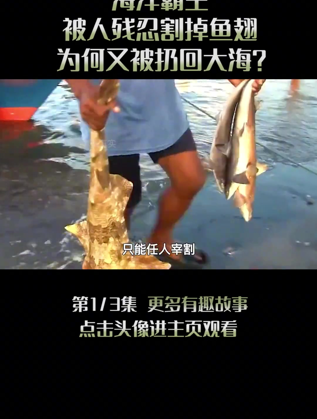 1亿头鲨鱼被割掉鱼翅,割掉鱼翅的鲨鱼(1)