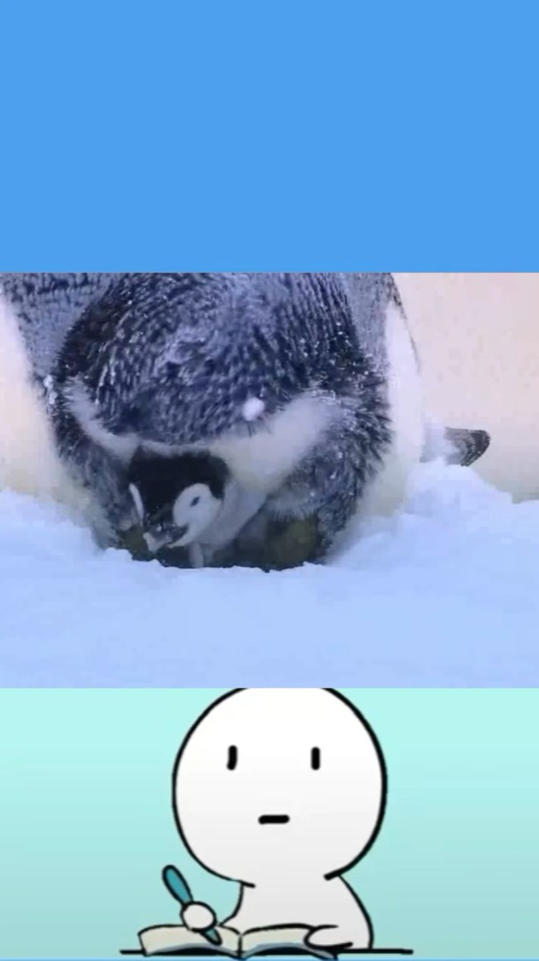 企鹅妈妈捕食未归!爸爸独自一人带孩子,状况百出!