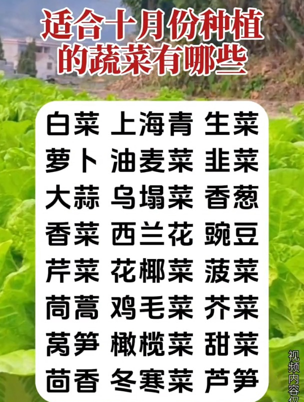 适合十月份种植时蔬菜有哪些服务三农支持三农