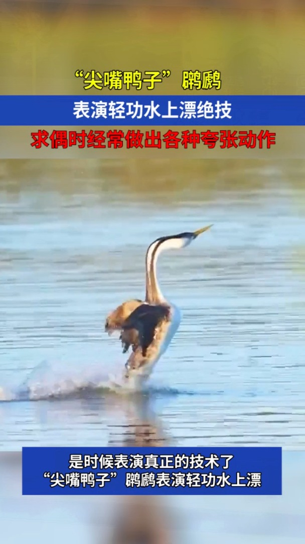 “尖嘴鸭子”表演轻功水上漂绝技,网友:双涡轮增压!