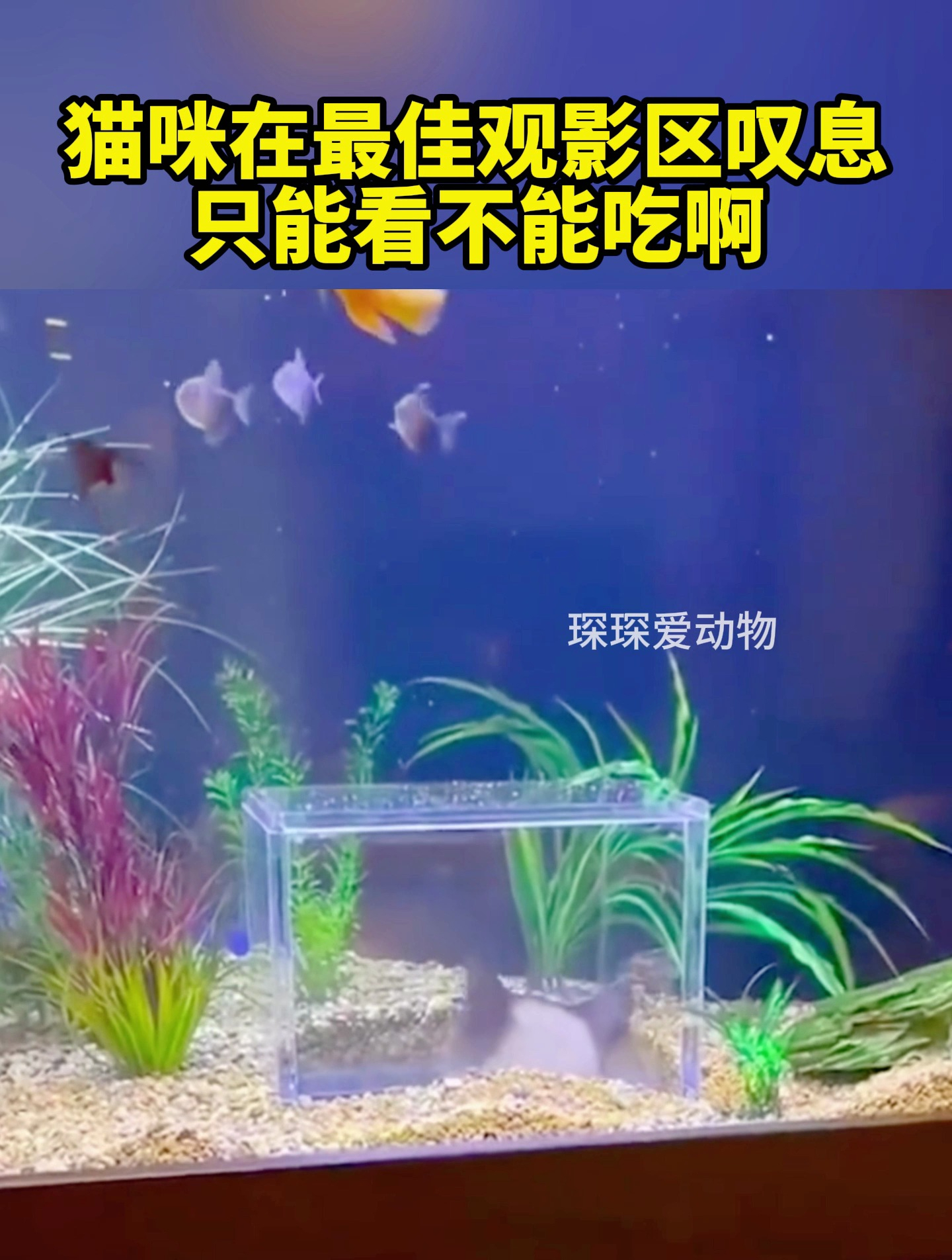 猫咪在最佳观影区叹息,只能看不能吃啊