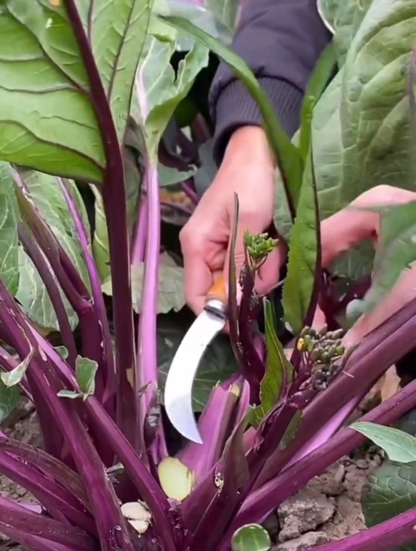 红菜苔种植正当时,从播种到采收都有“技巧”,能吃整个冬天!