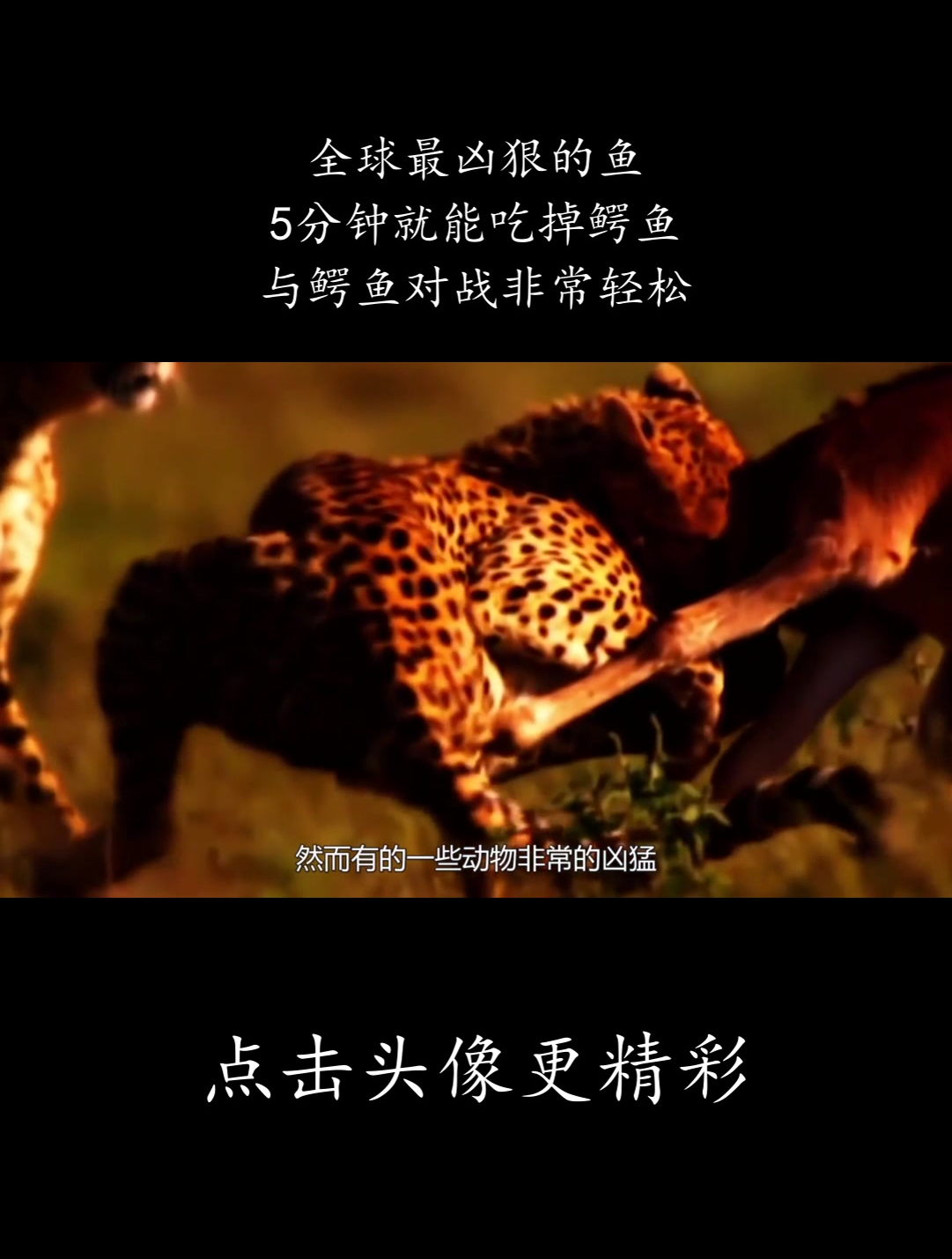 全球最凶狠的鱼,5分钟就能吃掉鳄鱼,与鳄鱼对战非常轻松!