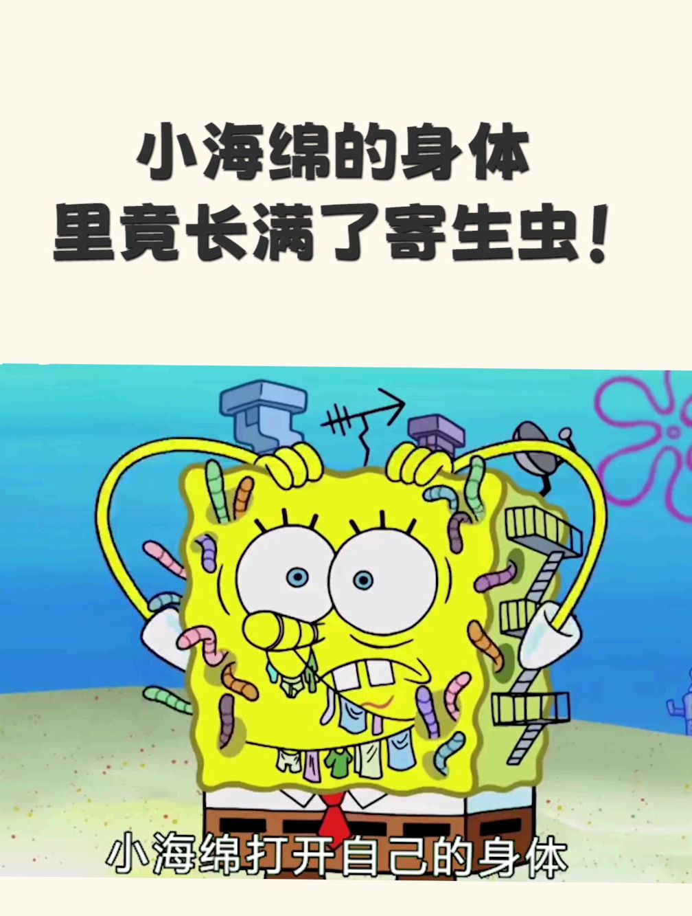 小海绵的身体里竟长满了寄生虫!(1)