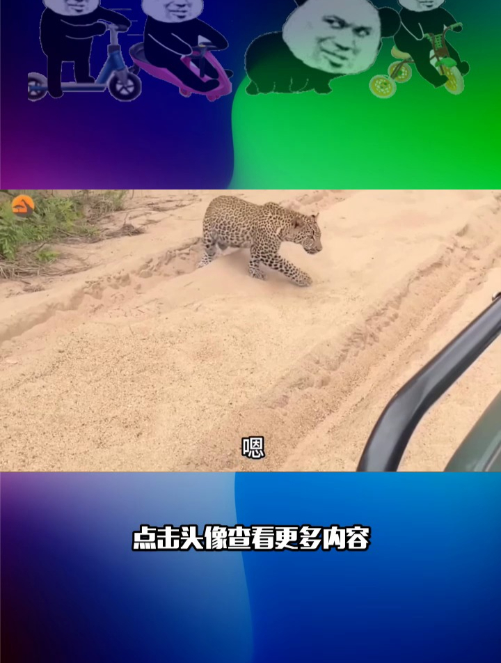 当一只小鸭碰到花豹!
