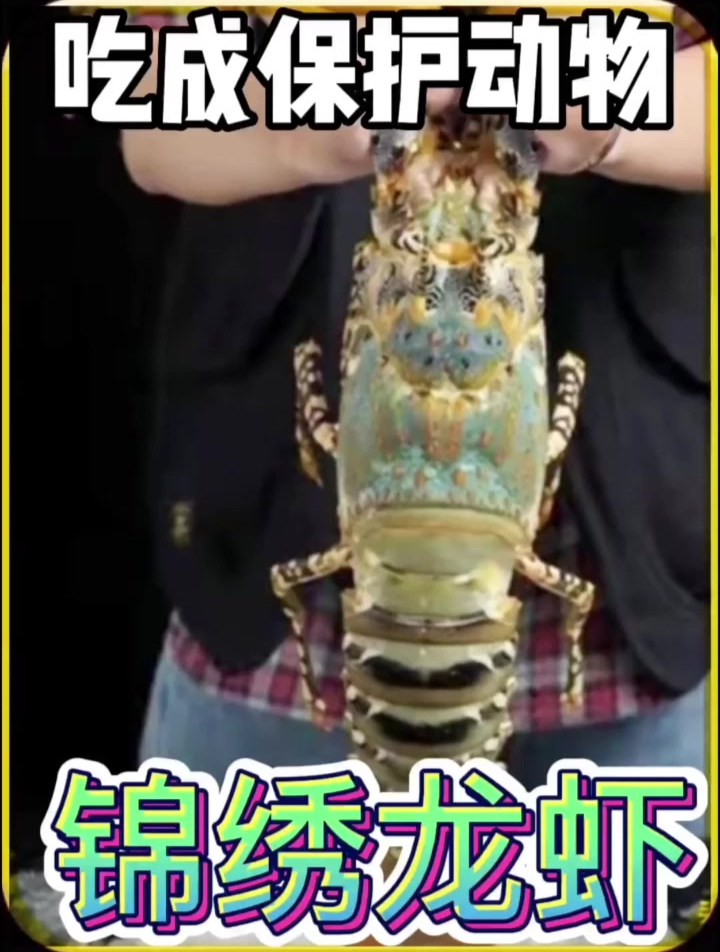 吃成二级保护动物的锦绣龙虾关注持续更新