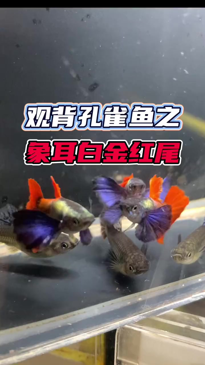观背孔雀鱼之象耳白金红尾
