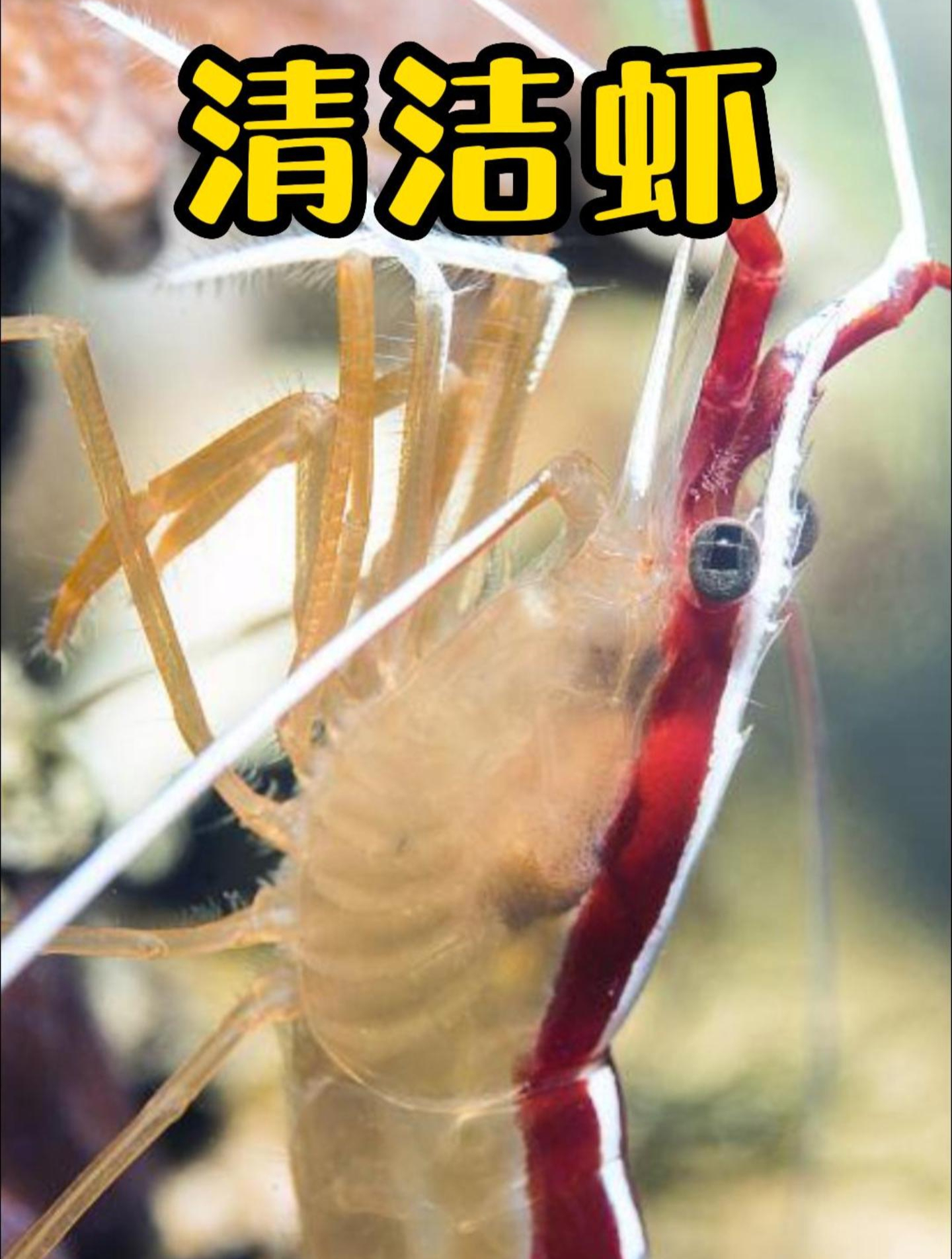 清洁虾帮潜水员清理牙齿,过程认真又仔细,隔夜菜都掏干净!