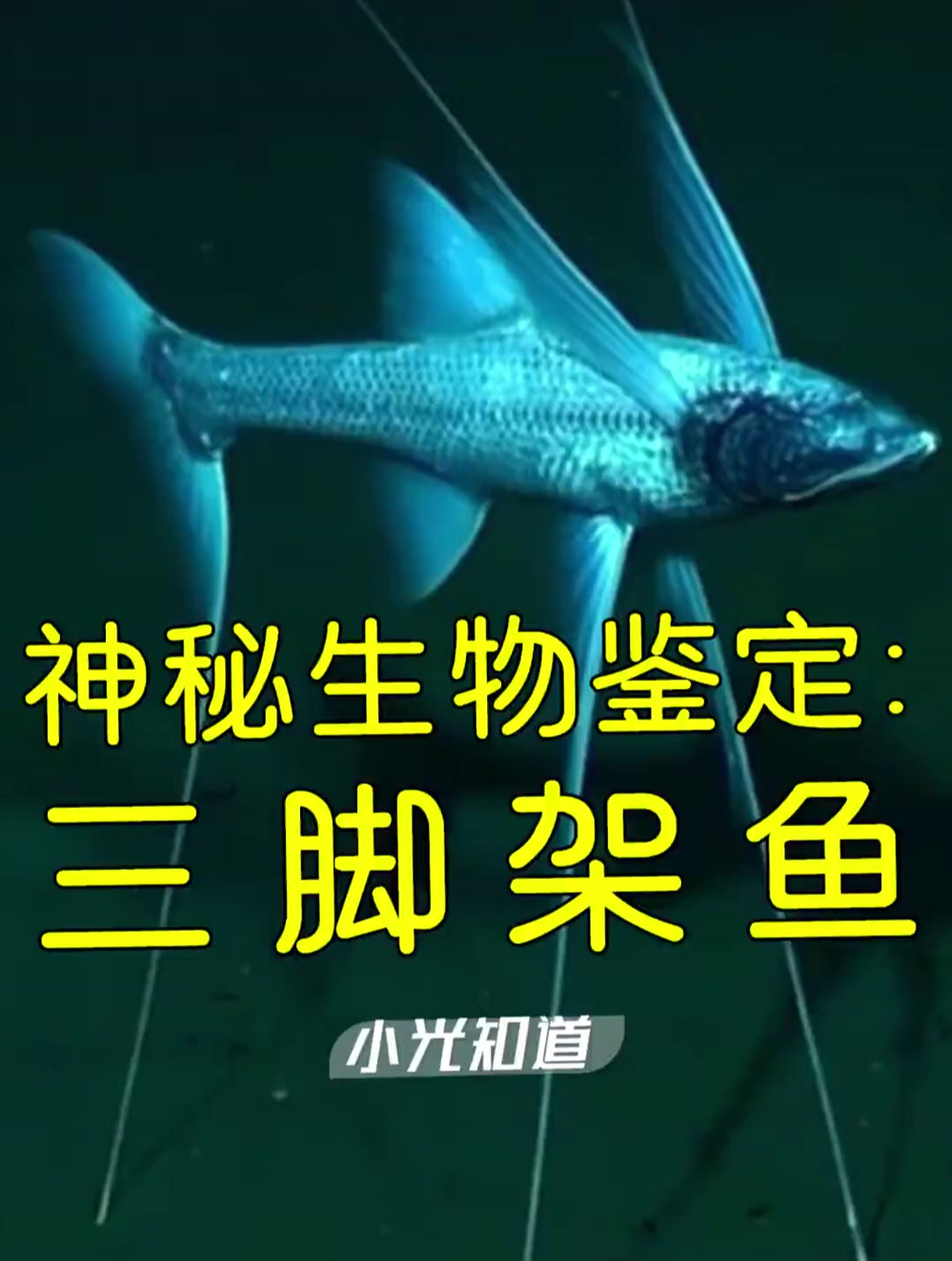 神秘生物鉴定之三脚架鱼