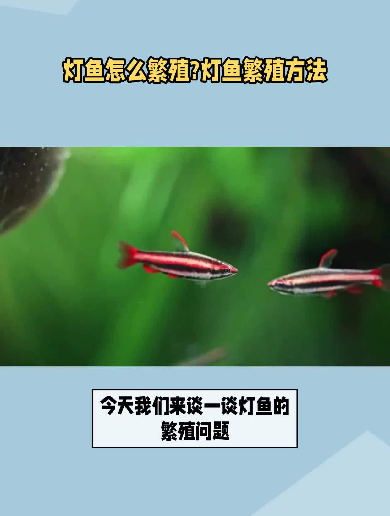 灯鱼怎么繁殖?灯鱼繁殖方法
