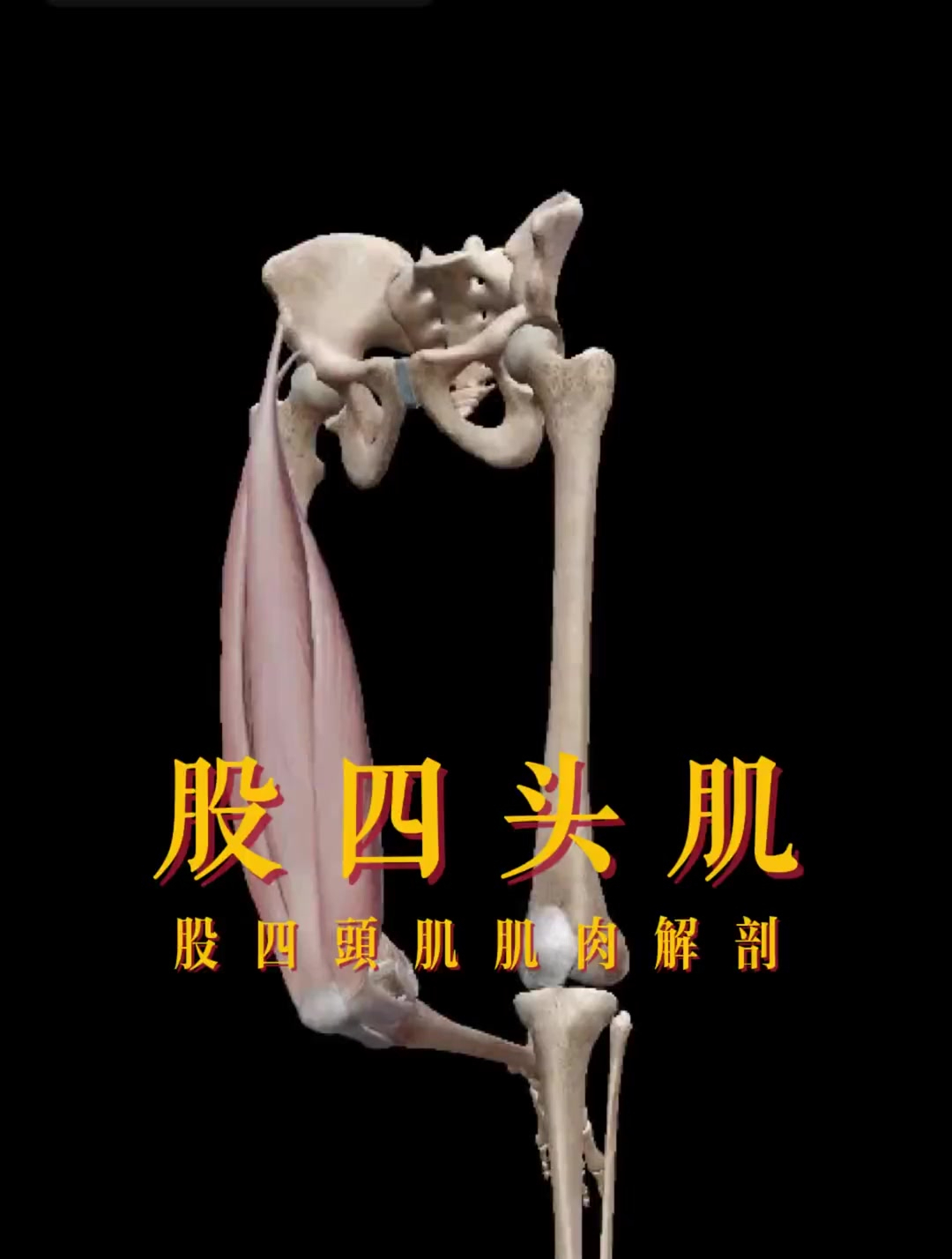解剖股直肌人体结构