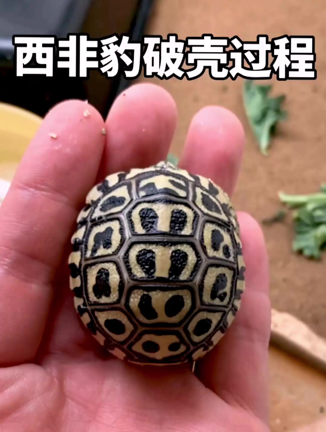 西非豹破壳过程 老板投资开个龟场呗?