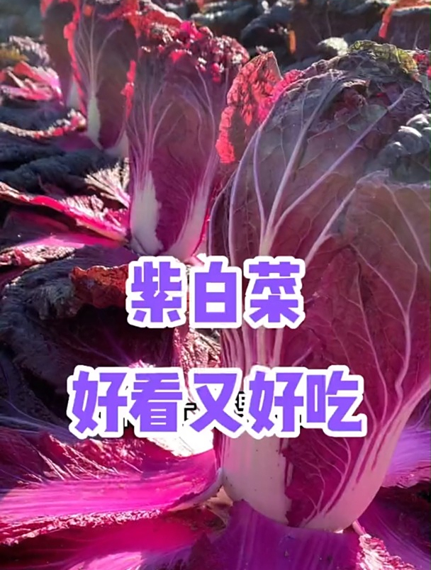 物以稀为贵!紫色的白菜你见过吗?据说营养价值高,可别错过了!